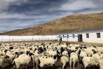 Sheep breeding co-op boosts Tib